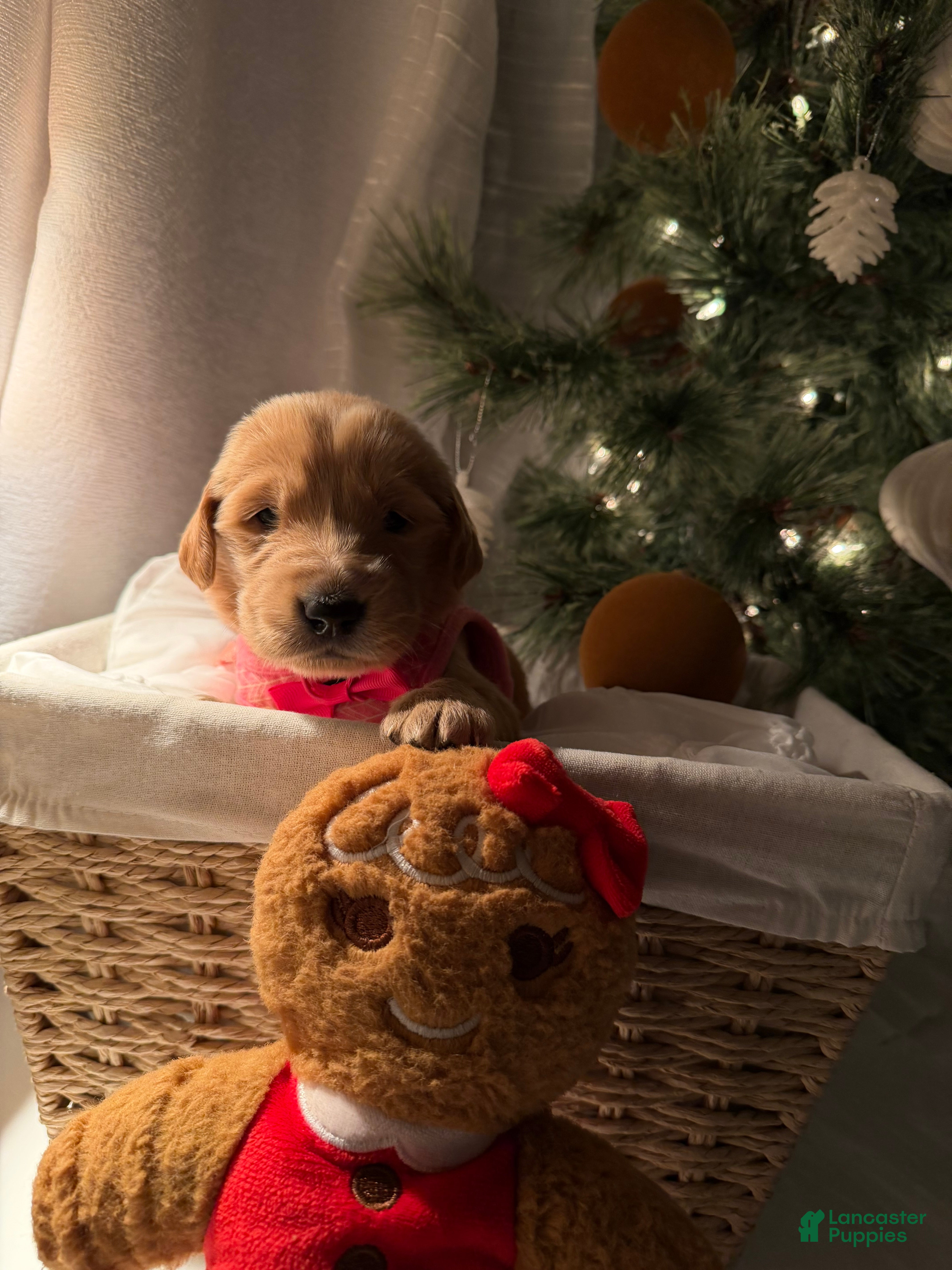 Golden Retriever dogs Lucy - Ad 15