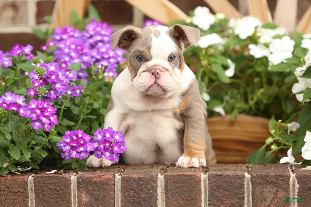 English Bulldog dogs for sale: Autumn  - Ad 1