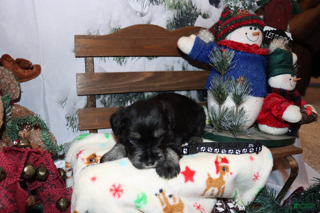 Miniature Schnauzer dogs for sale: stetson - Ad 4