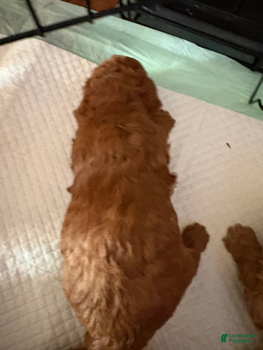 Toy Poodle dogs for sale: Toy Poodle Puppy 3 - Ad 2