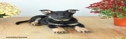 Mixed Breed dogs for sale: Gus - Ad 4