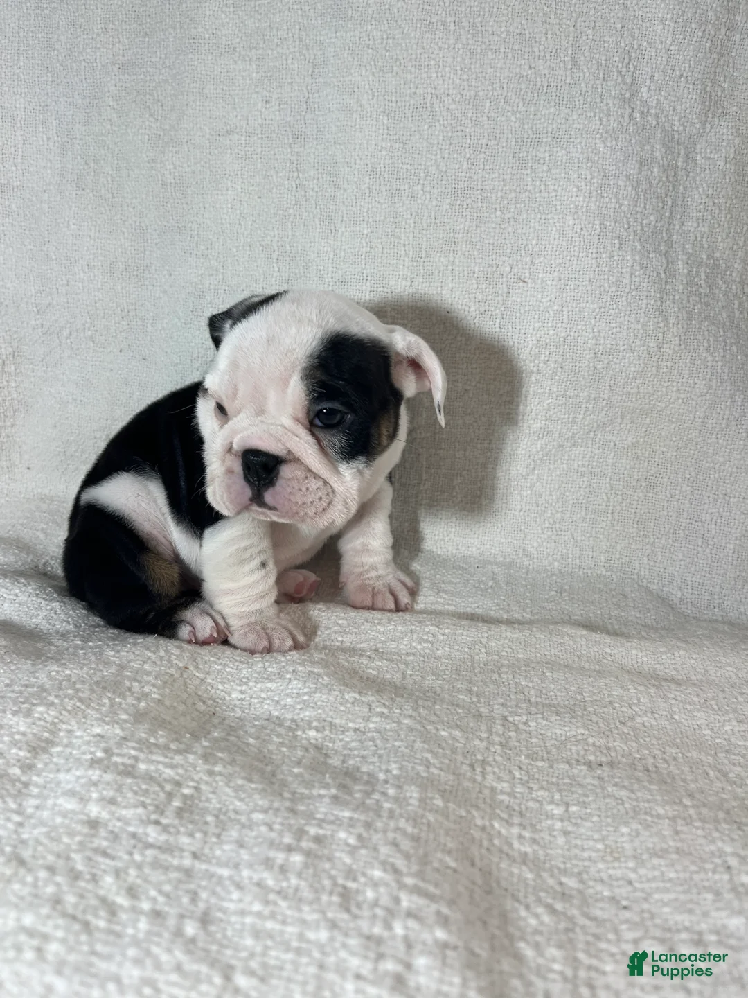 English Bulldog dogs for sale: Zoey - Ad 6