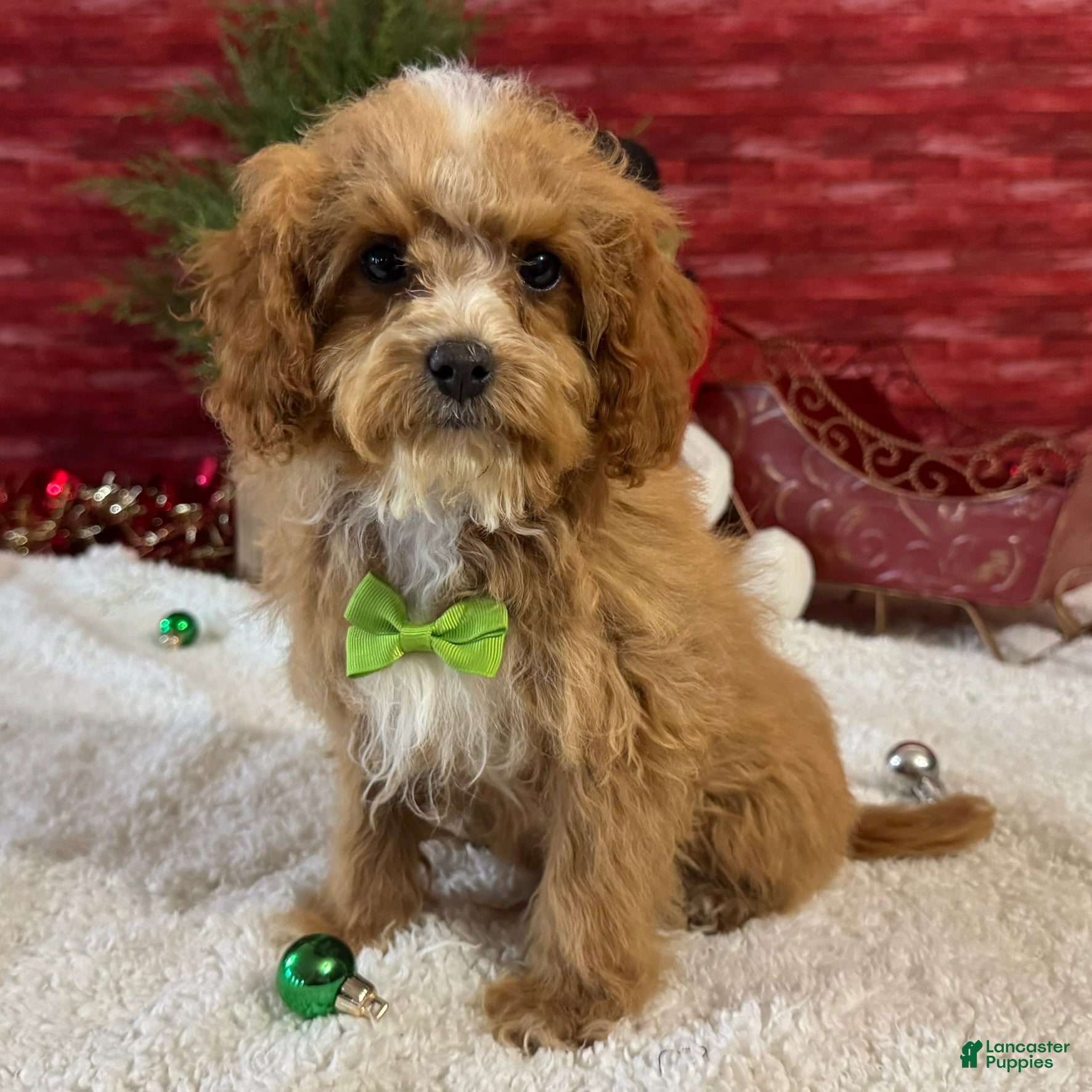Cavapoo dogs Nate - Ad 29