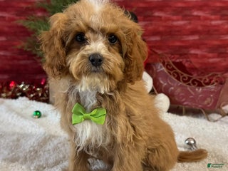 Cavapoo dogs Nate - Ad 7
