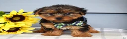 Yorkshire Terrier dogs for sale: Archie - Ad 6