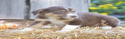 Border Collie dogs for sale: Tricky - Ad 3