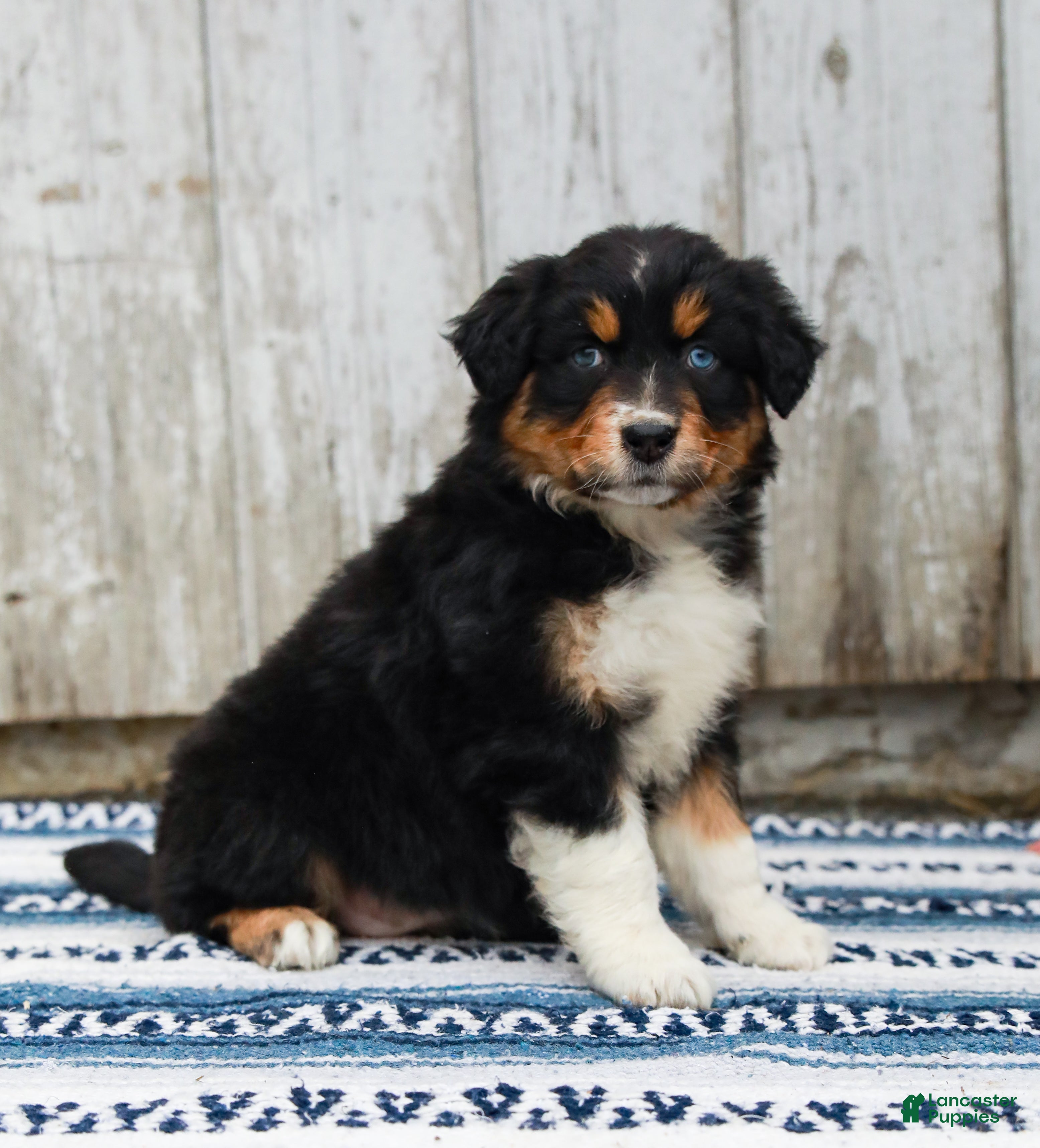 Australian Shepherd dogs Carly - Ad 2