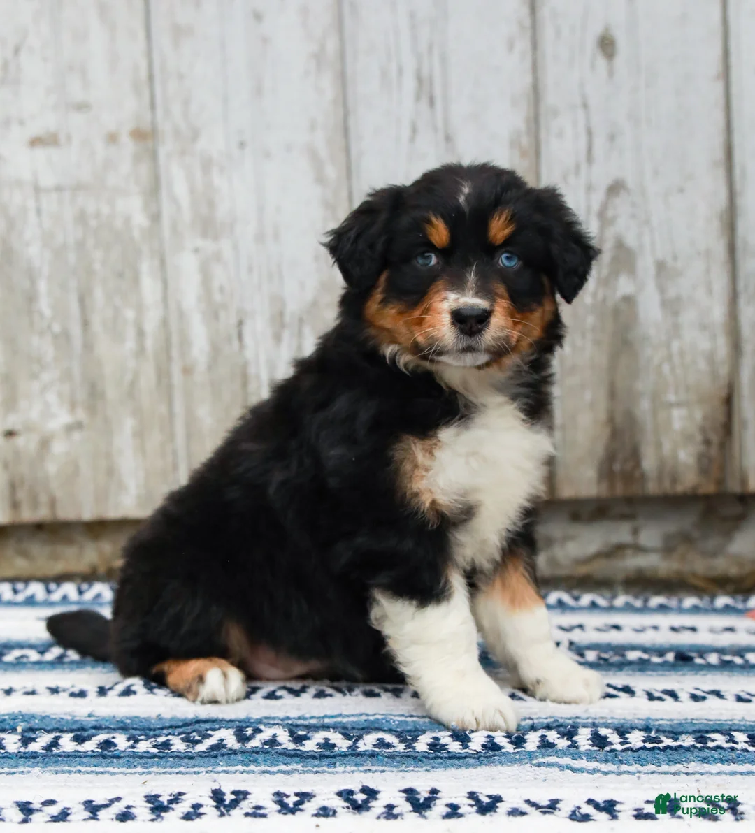 Australian Shepherd dogs for sale: Carly - Ad 2