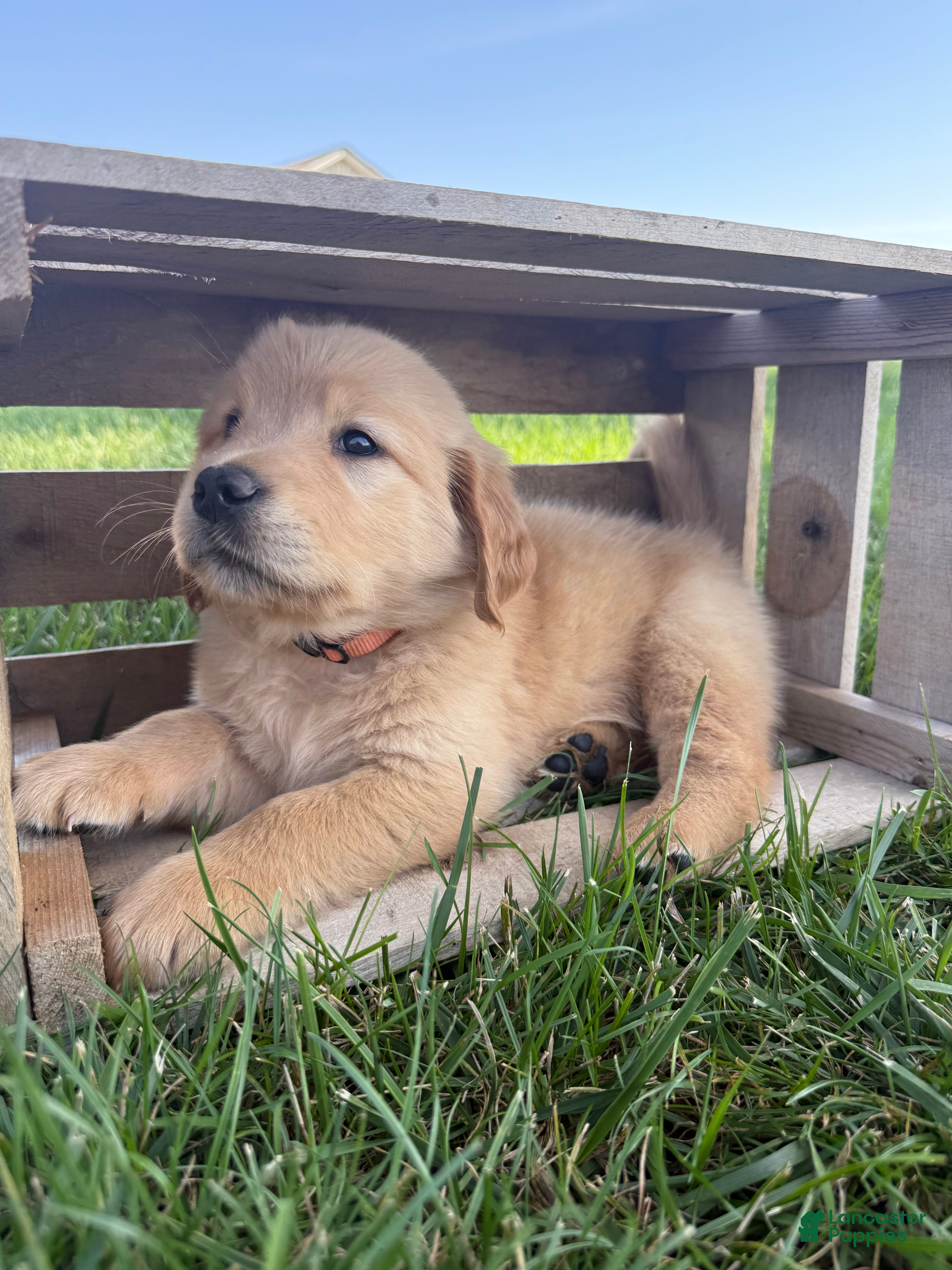 Golden Retriever dogs Orange Collar  - Ad 13