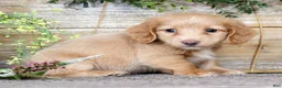 Miniature Dachshund dogs for sale: Leo - Ad 4