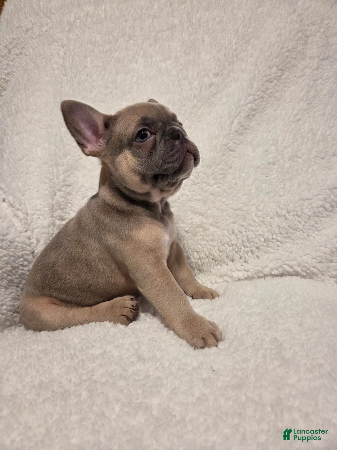 French Bulldog dogs for sale: French Bulldog Puppy 3 - Ad 4