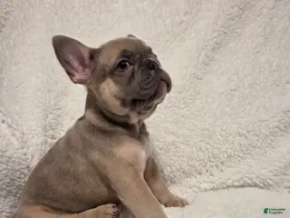 French Bulldog dogs French Bulldog Puppy 3 - Ad 27