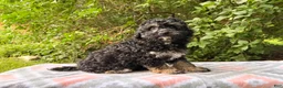 Eskipoo dogs for sale: Tootsie - Ad 1