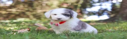 Sheepadoodle dogs for sale: Nemo - Ad 2