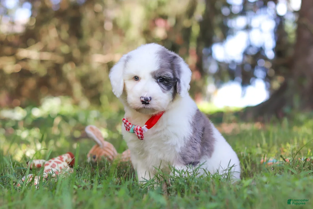 Sheepadoodle dogs for sale: Nemo - Ad 2