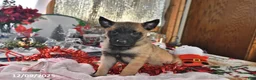 Belgian Malinois dogs for sale: Scarlet - Ad 17
