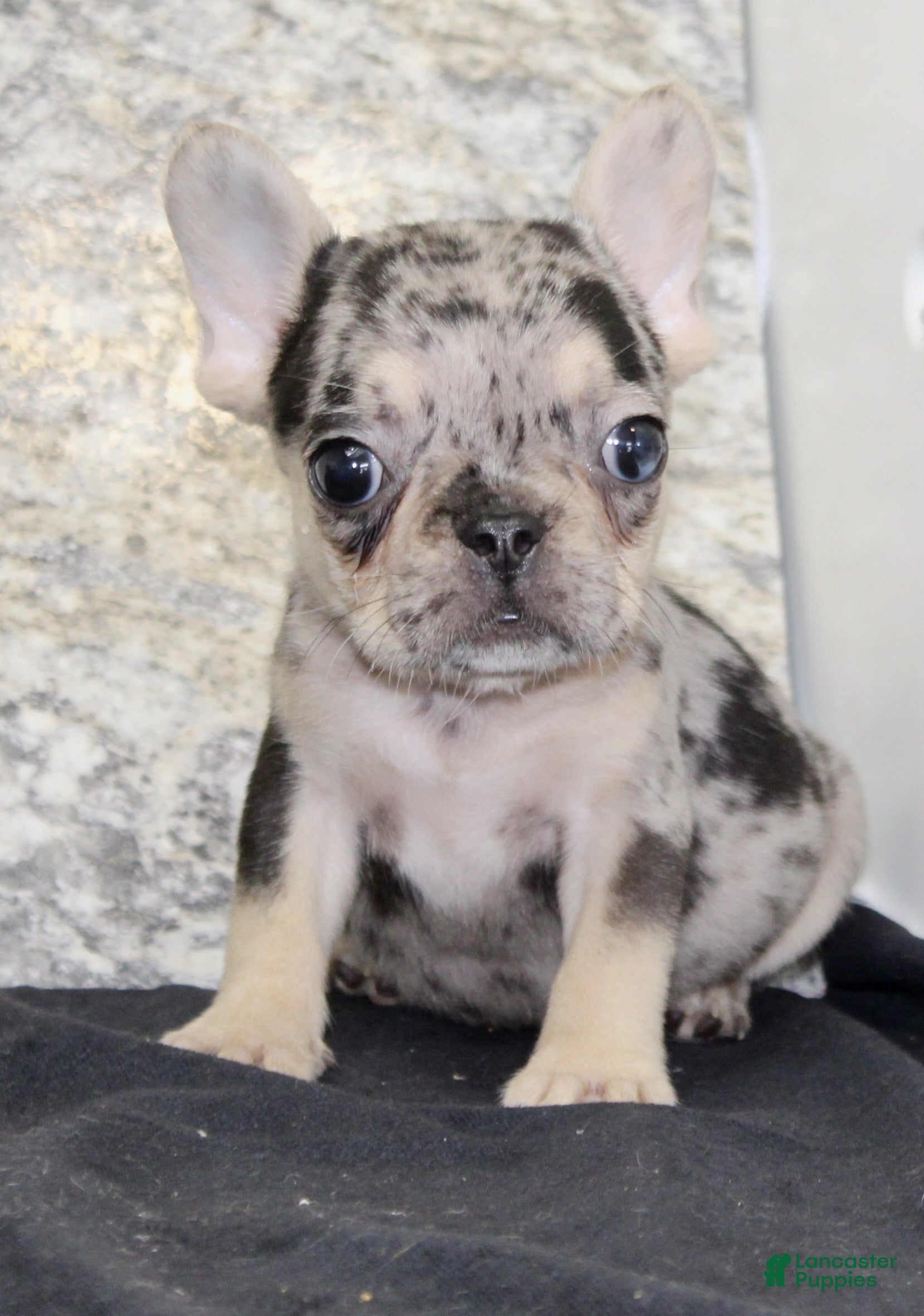 French Bulldog dogs Luna - Ad 2