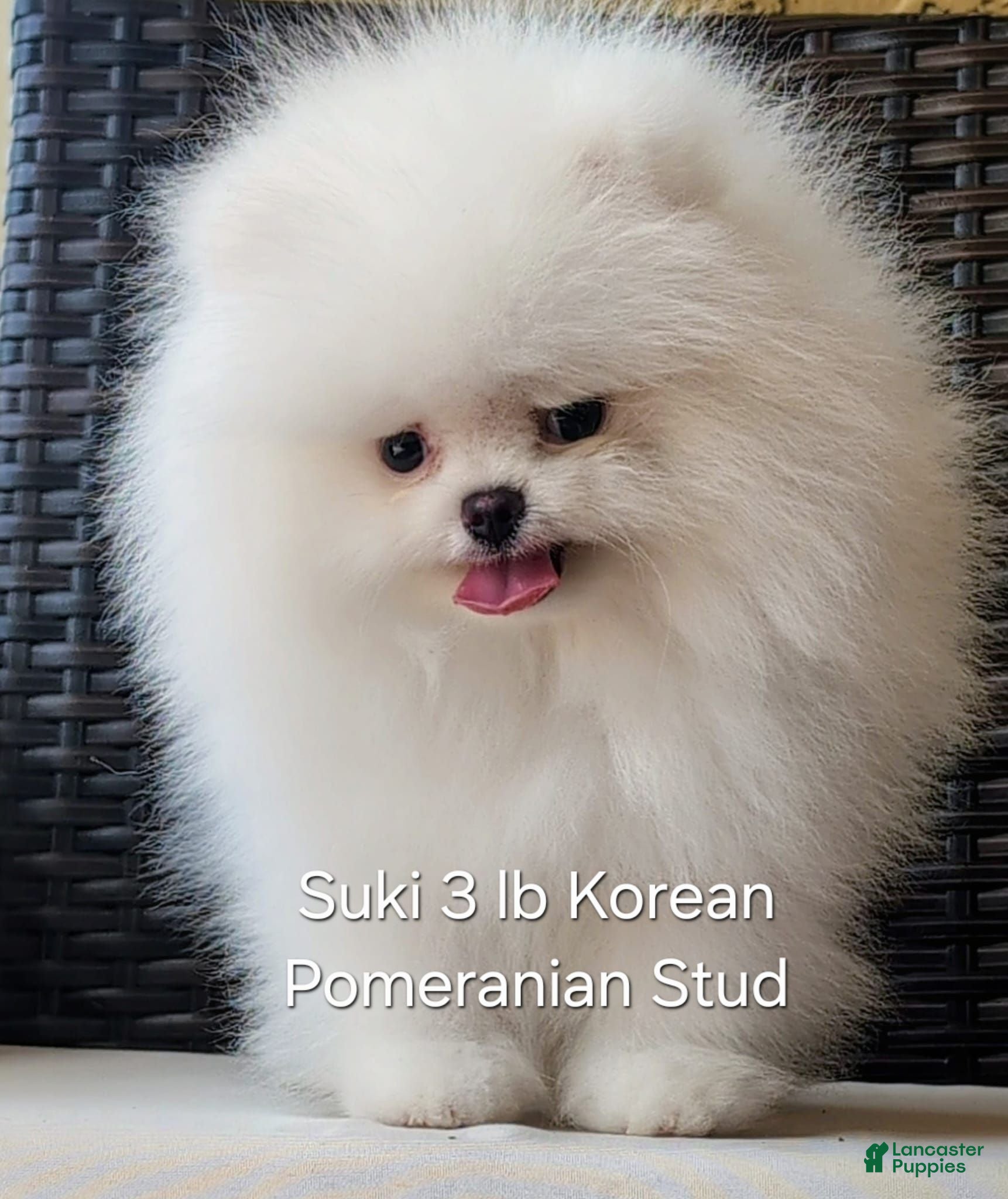 Pomeranian dogs Suki Stud  - Ad 1