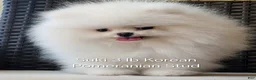 Pomeranian dogs for stud: Suki Stud  - Ad 1