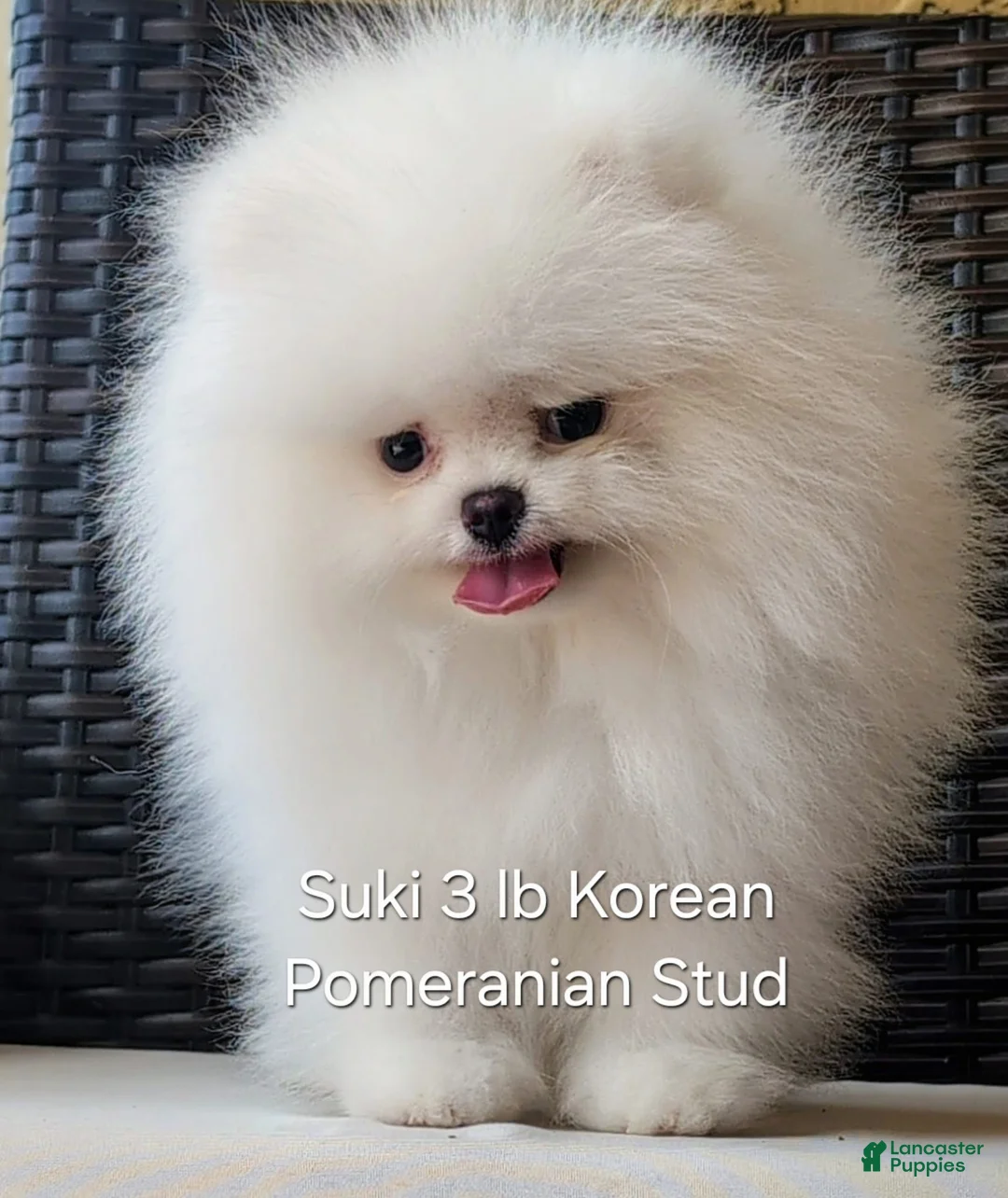 Pomeranian dogs for stud: Suki Stud  - Ad 1