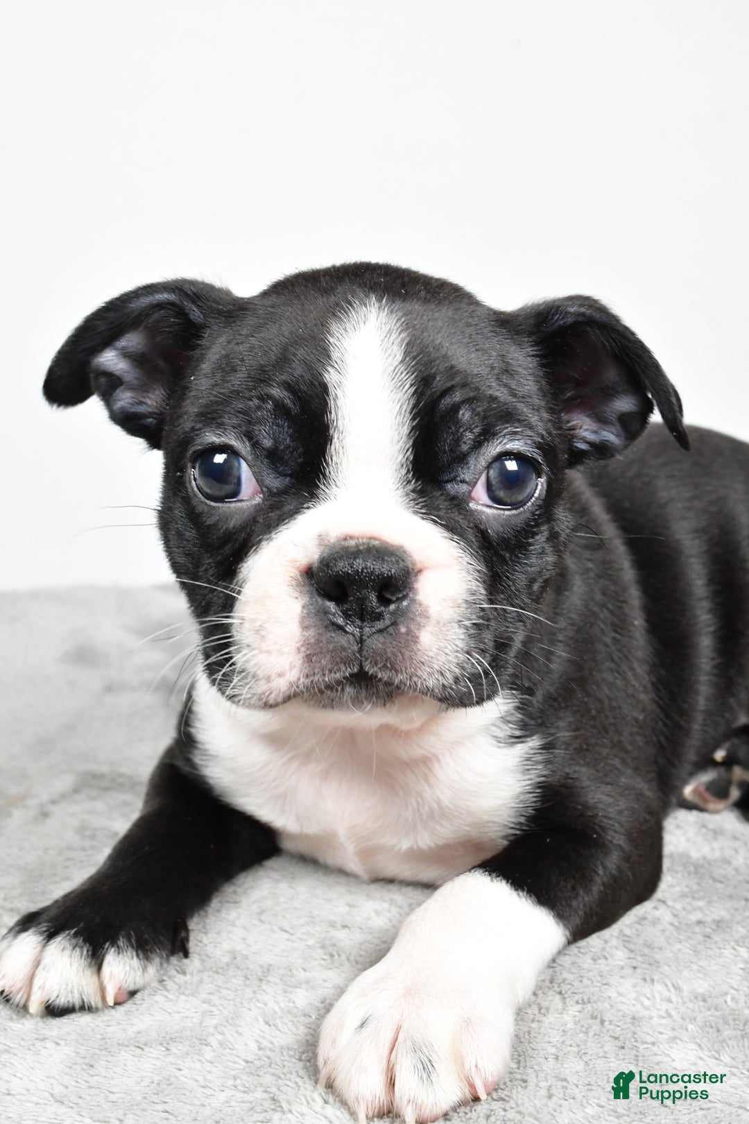Boston Terrier dogs for sale: Molly - Ad 1