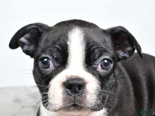 Boston Terrier dogs Molly - Ad 35