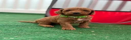 Mini Goldendoodle dogs for sale: green collar girl - Ad 1