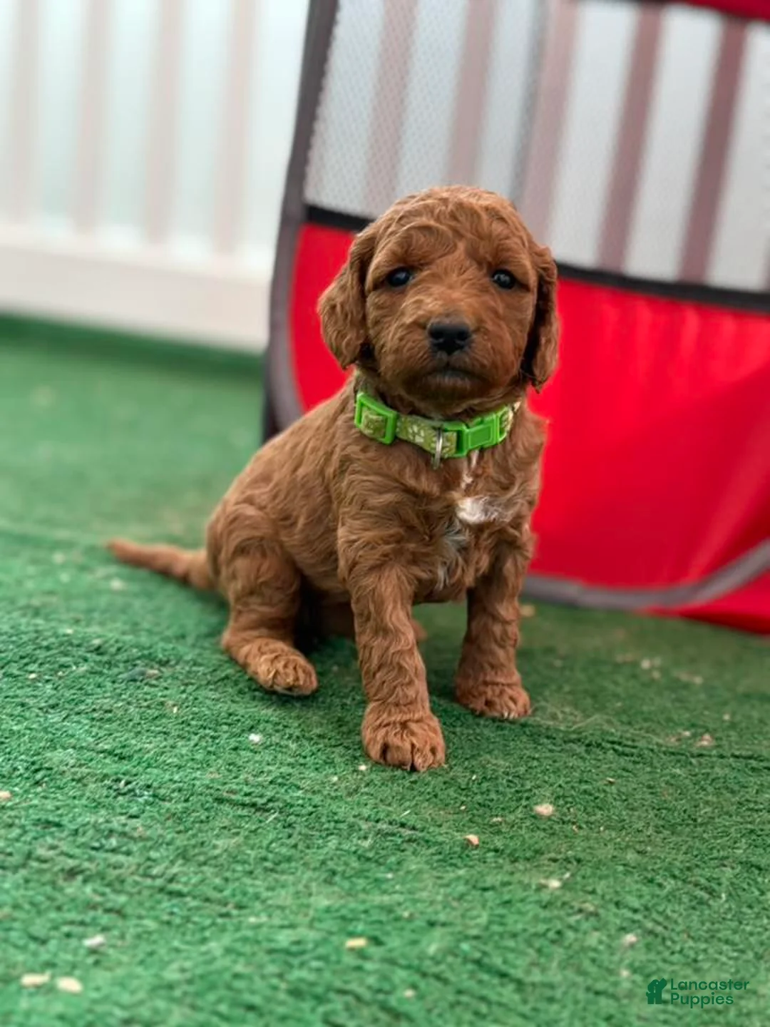 Mini Goldendoodle dogs for sale: green collar girl - Ad 1