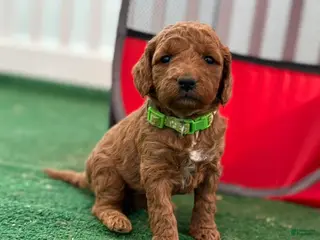 Mini Goldendoodle dogs green collar girl - Ad 11