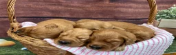 Golden Retriever dogs for sale: Annabelle  - Ad 16