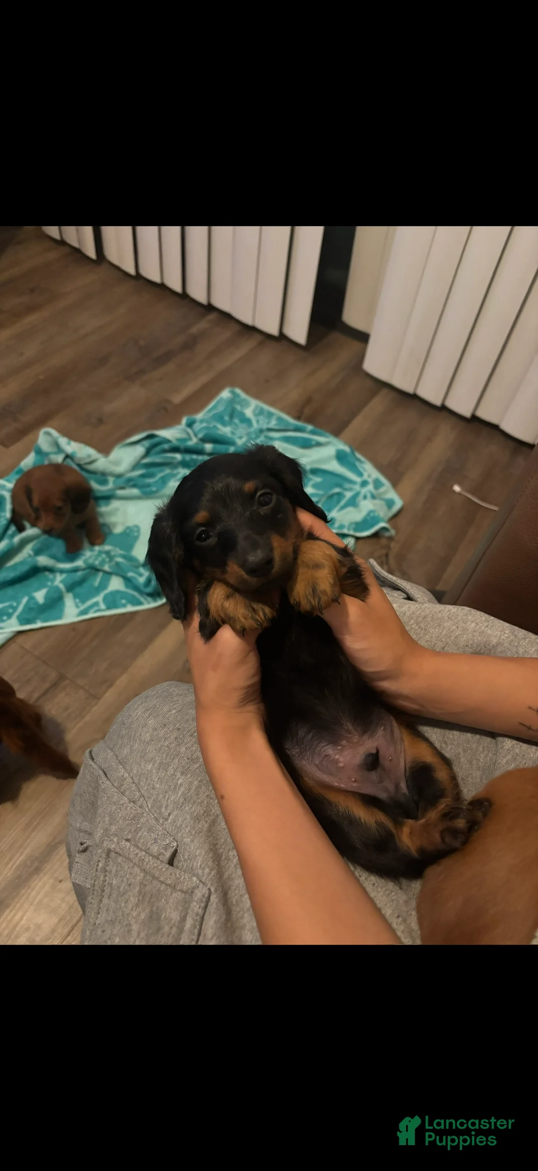 Dachshund dogs for sale: Dachshund 3 - Ad 2