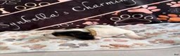Basset Hound dogs for sale: Basset Hound 5 - Ad 5