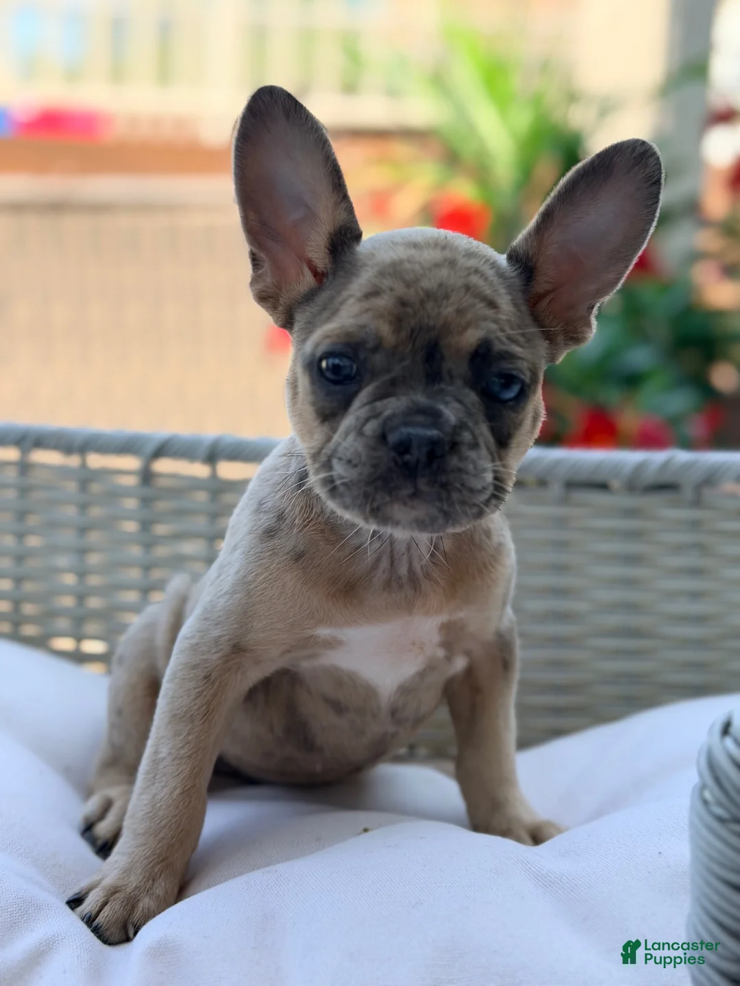 French Bulldog dogs for sale: French Bulldog 1 - Ad 2