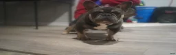 French Bulldog dogs for stud: Currency aka Smushy Stud Services  - Ad 5