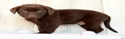 Labrador Retriever dogs for sale: Renny - Ad 4