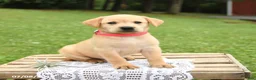 Labrador Retriever dogs for sale: Marigold - Ad 4