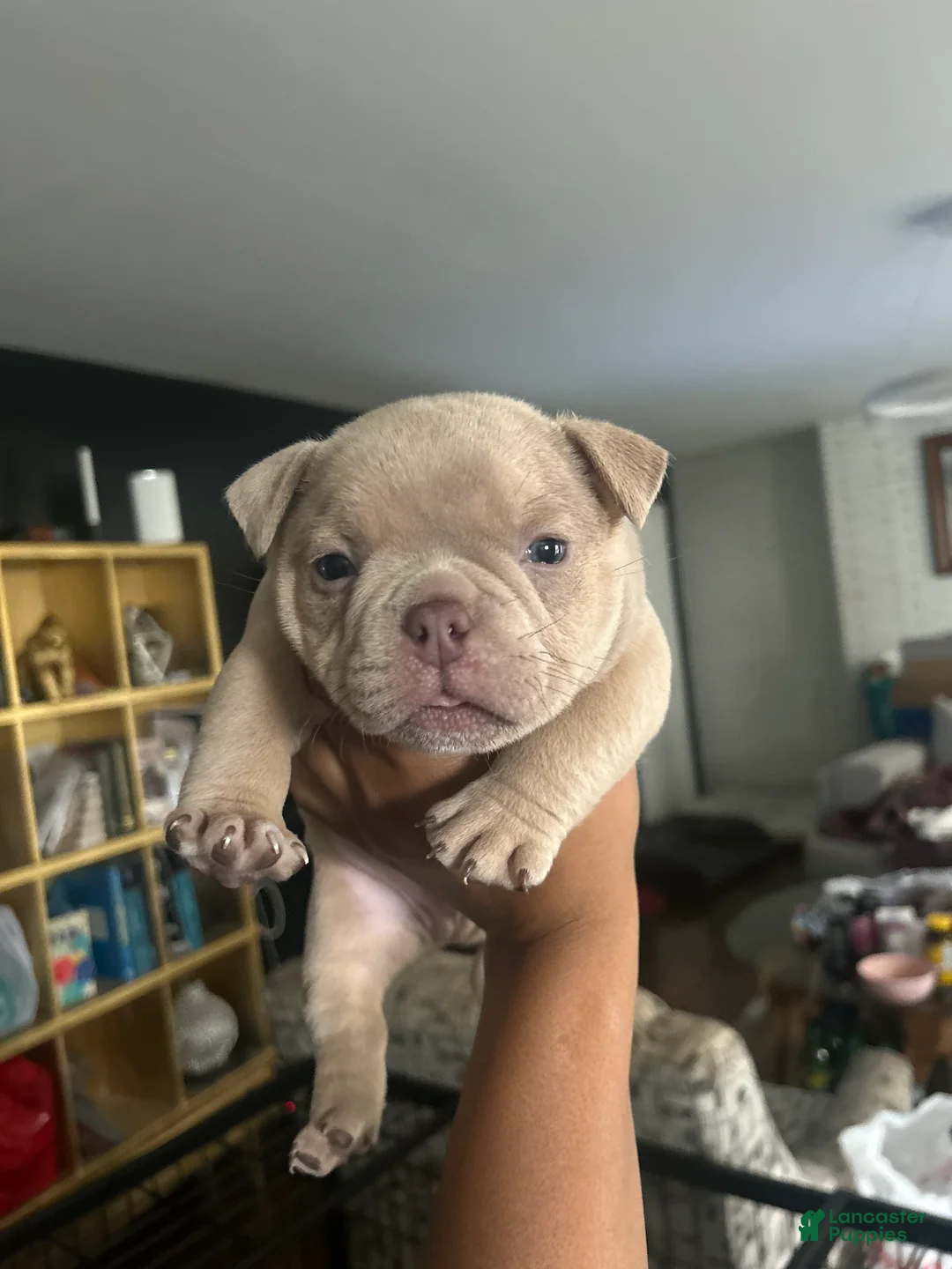 American Bully dogs for sale: American Bully Puppy 1 - Ad 1