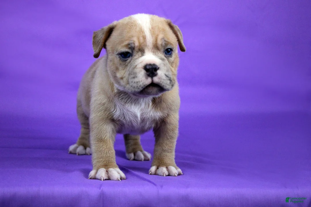 American Bully dogs for sale: Fawn Merle Female 2 - Ad 5