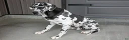 Great Dane dogs for sale: Twister - Ad 4