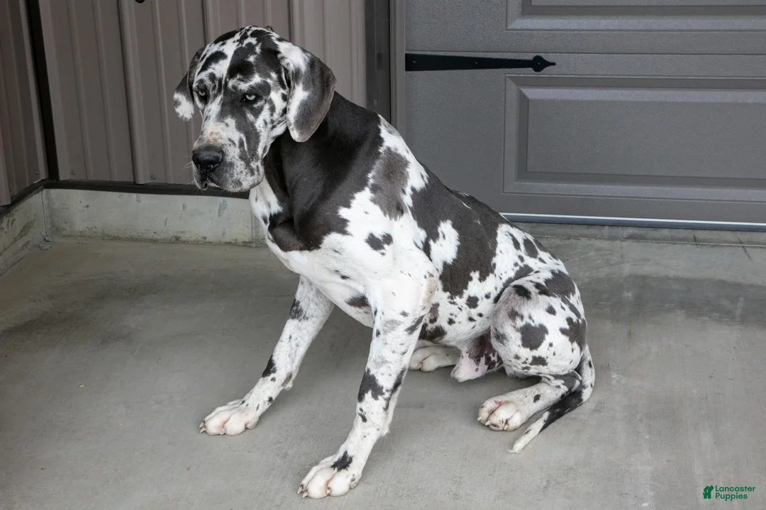 Great Dane dogs for sale: Twister - Ad 4