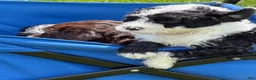 Portuguese Water Dog dogs for sale: Sharkie - Ad 4