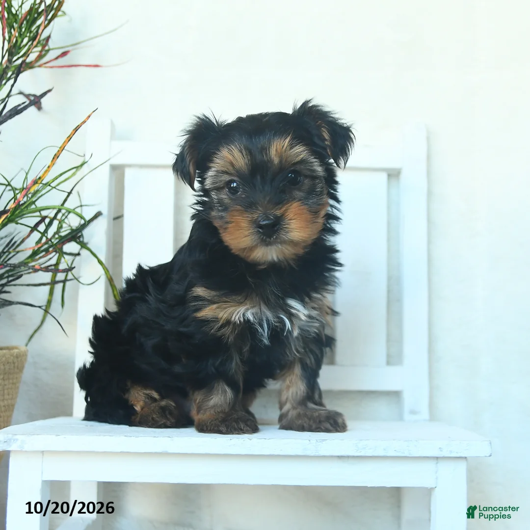Yorkshire Terrier dogs for sale: Copper  - Ad 1
