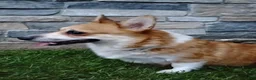 Welsh Corgi Pembroke dogs for sale: Welsh Corgi Pembroke 3 - Ad 6