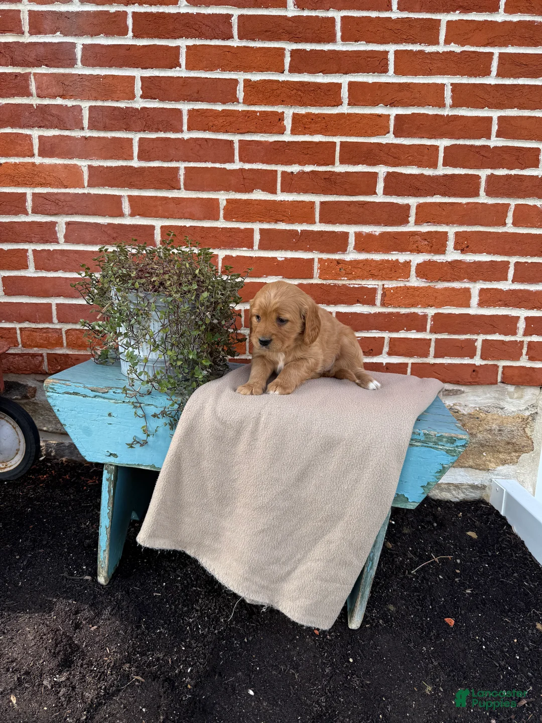 Miniature Golden Retriever dogs for sale: Miniature Golden Retriever Puppy 5 - Ad 3
