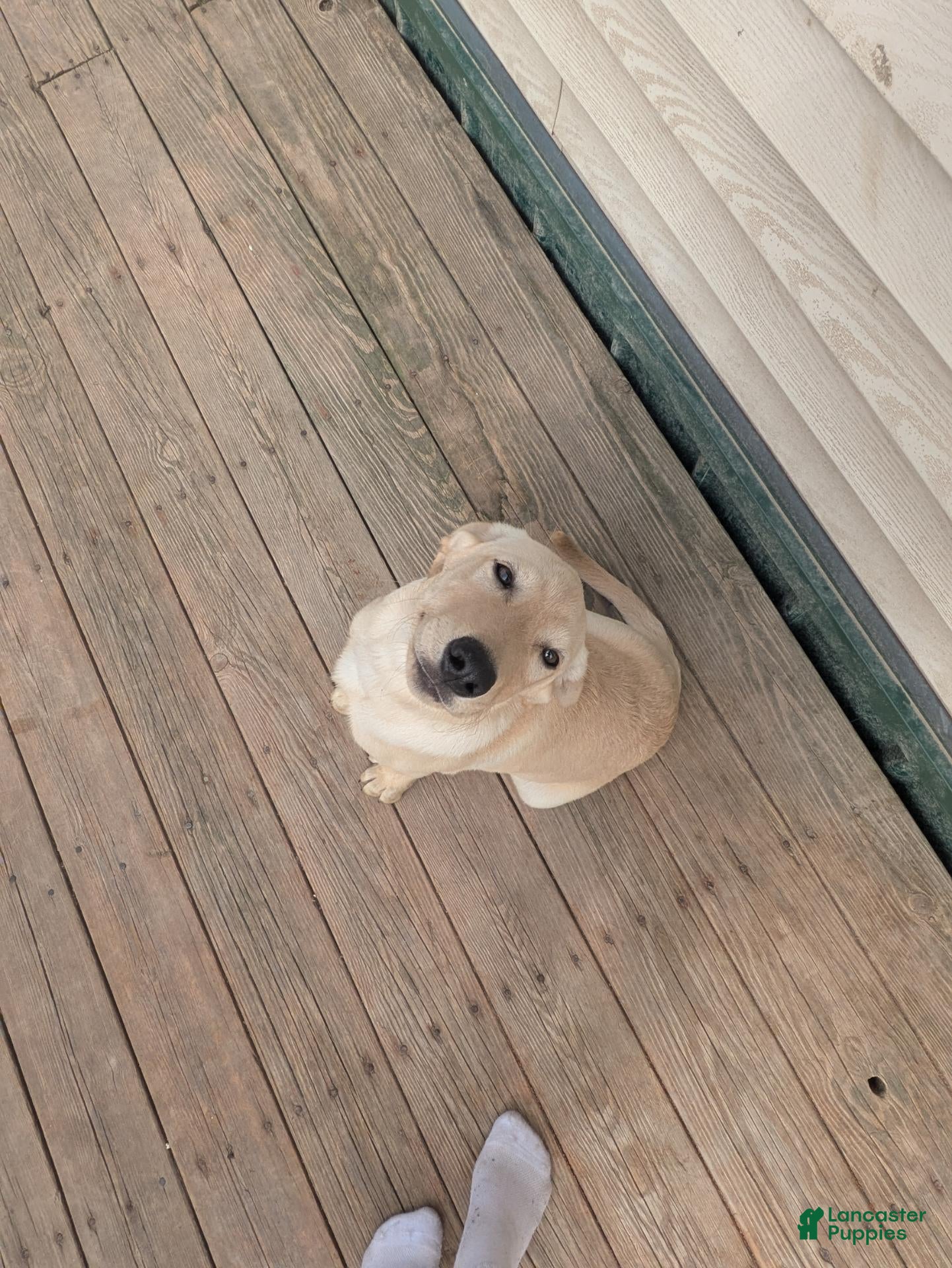 Labrador Retriever dogs Labrador Retriever 1 - Ad 3