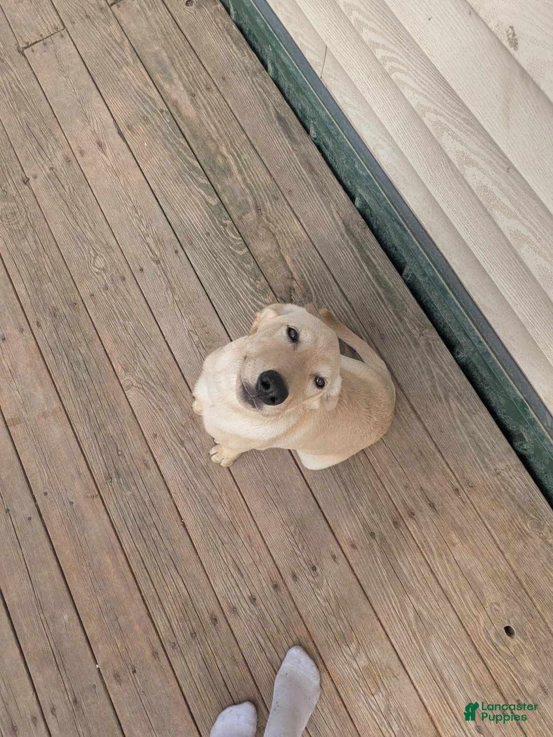 Labrador Retriever dogs for sale: Labrador Retriever 1 - Ad 1