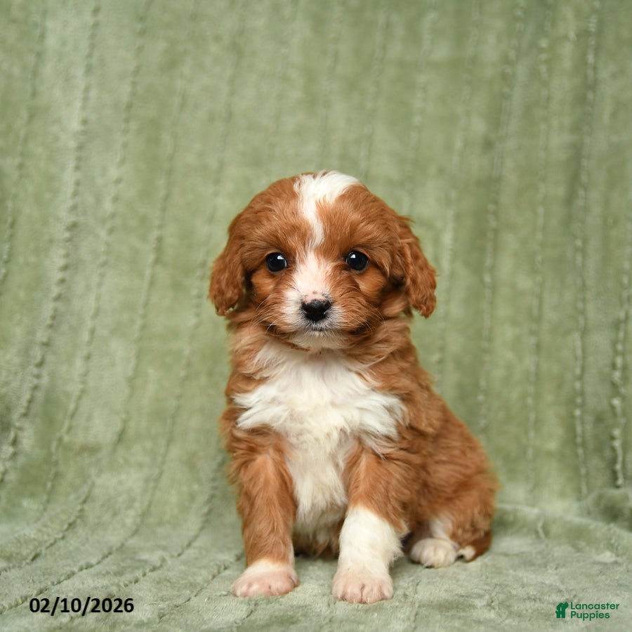 Cavapoo dogs Barney - Ad 2
