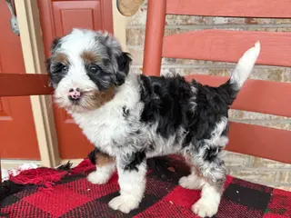 Mini Bernedoodle dogs Ollie - Ad 10