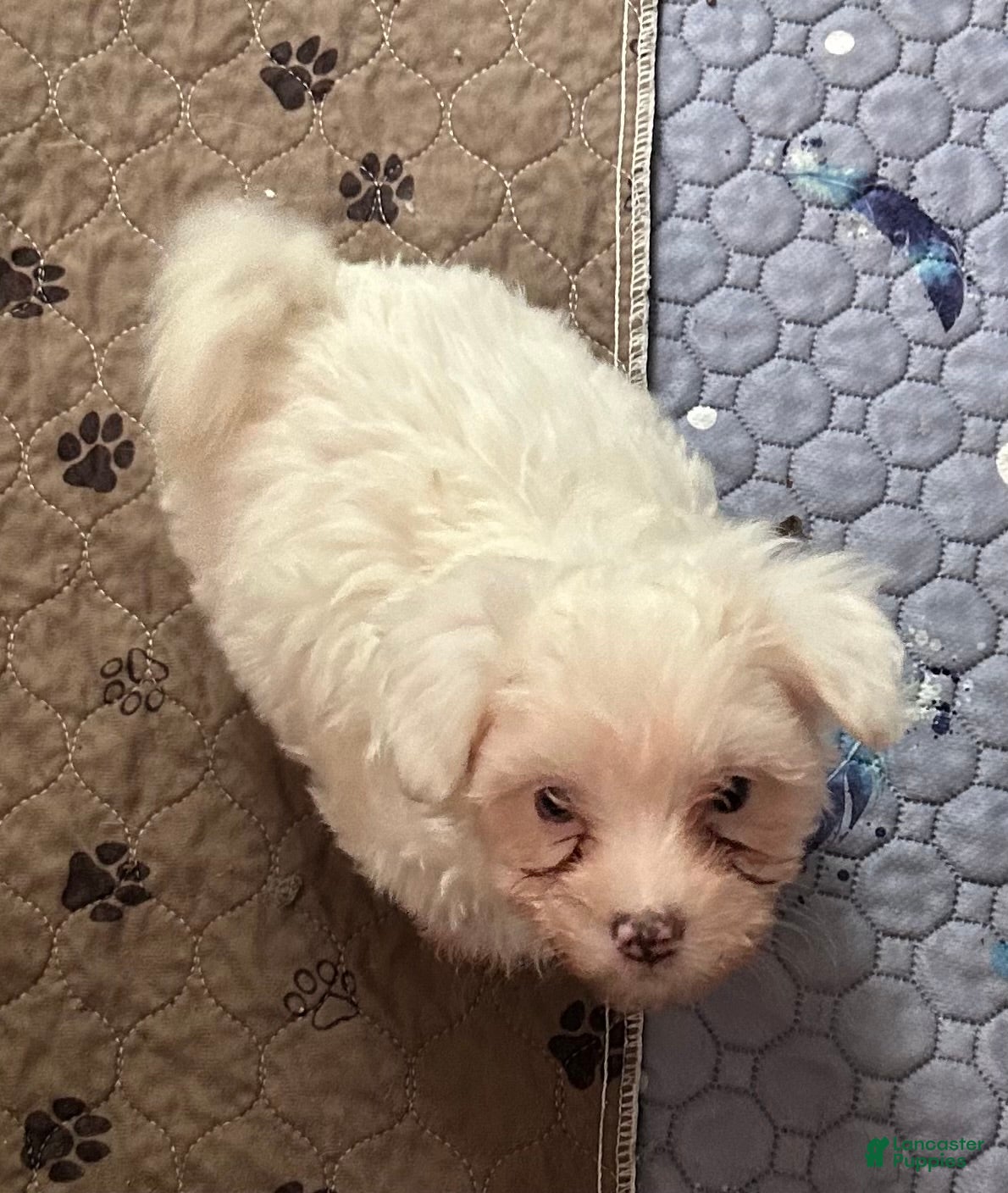 Maltipoo dogs Maltipoo Puppy 2 - Ad 2