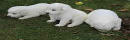 Great Pyrenees dogs for sale: Conifer - Ad 1